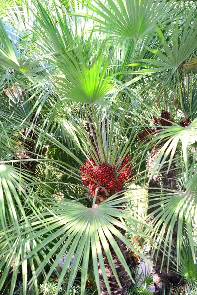 Espanha Blanes Gerona Provincial Jardim Botânico Palm Cati — Fotografia de Stock