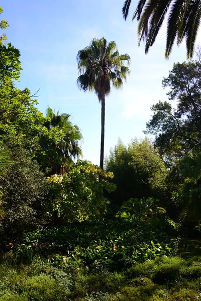 Hiszpania Blany Prowincyjna Gerona Botaniczny Garden Palm Cacti — Zdjęcie stockowe