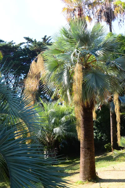 Spanje Blanen Provinciële Gerona Botanische Garden Palm Cacti — Stockfoto