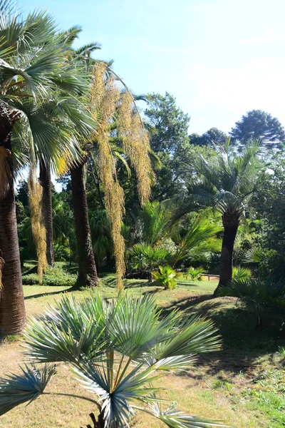 スペイン ブランス 地方の属 植物園 Cacti — ストック写真