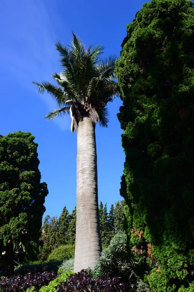 Spanyolország Blanes Provinciális Gerona Botanikus Garden Palm Cacti — Stock Fotó