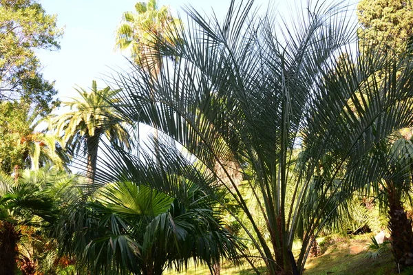 Spain Blanes Provincial Gerona Botanical Garden Palm Cacti — стоковое фото