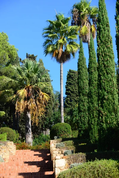 Spagna Blanes Gerona Provinciale Giardino Botanico Palm Cacti — Foto Stock