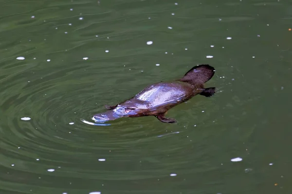 水の中のカバのクローズアップです — ストック写真