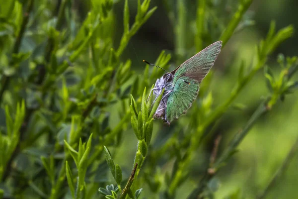 Petit Papillon Sur Fleur Concept Sauvagerie — Photo