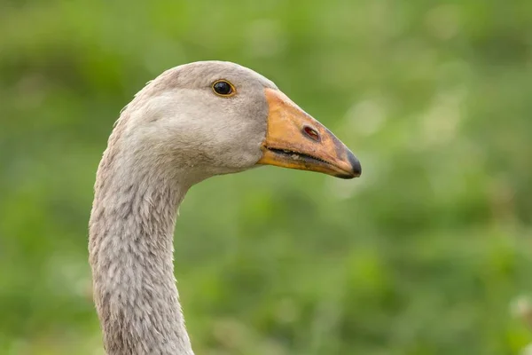 Festői Kilátás Libamadár Természetben — Stock Fotó