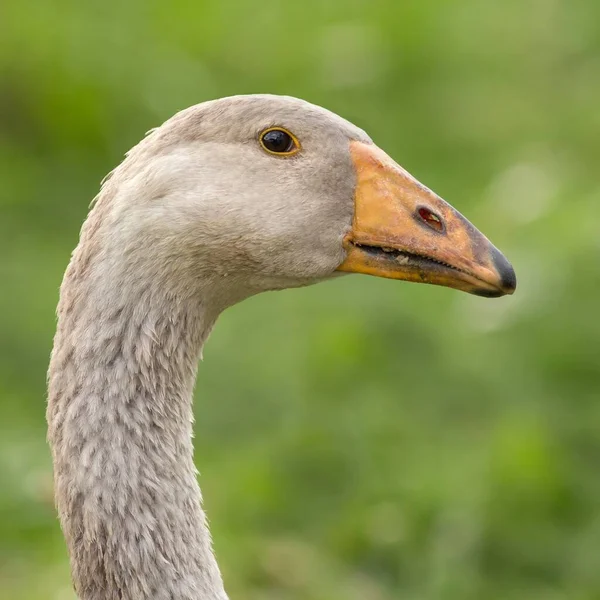 Malebný Pohled Husí Ptáka Přírodě — Stock fotografie