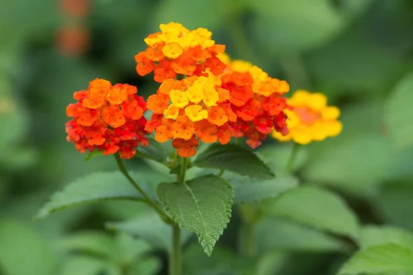 Fiori Calendula Giardino — Foto Stock