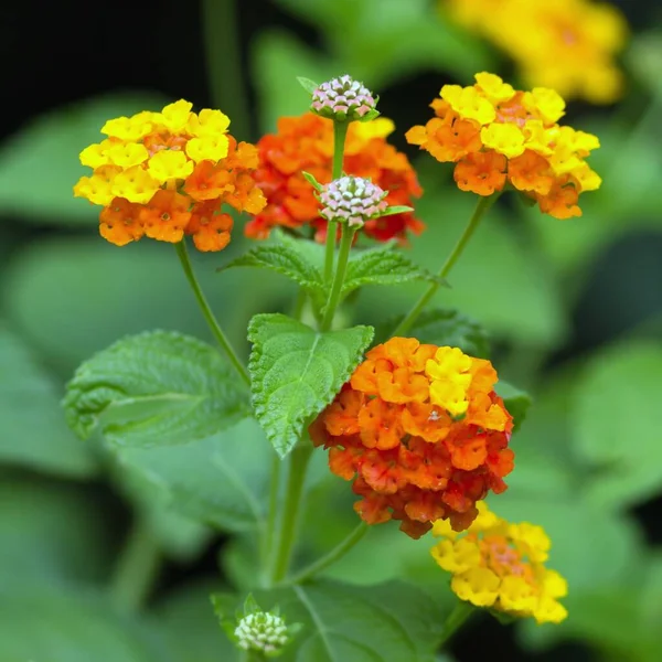 Fiori Calendula Giardino — Foto Stock