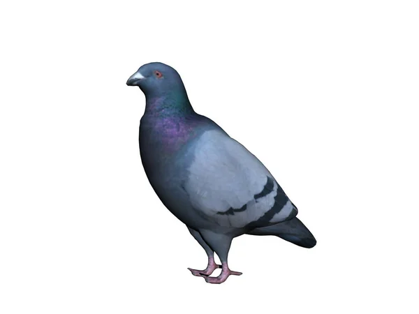 Pigeon White Background — Stock Photo, Image