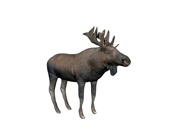 Brown Moose Animal Elk — Stock Photo, Image