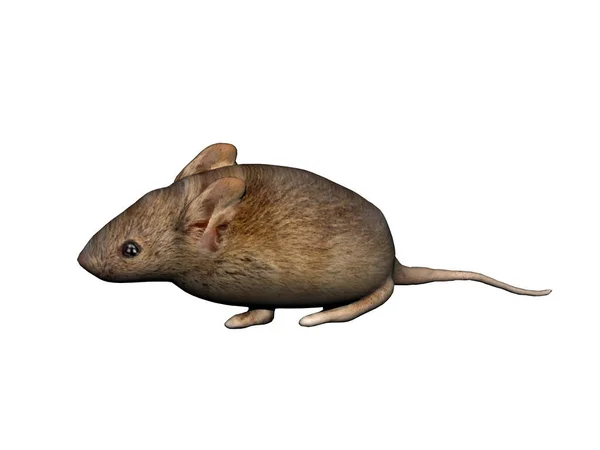在白背景上分离的大鼠3D渲染 — 图库照片