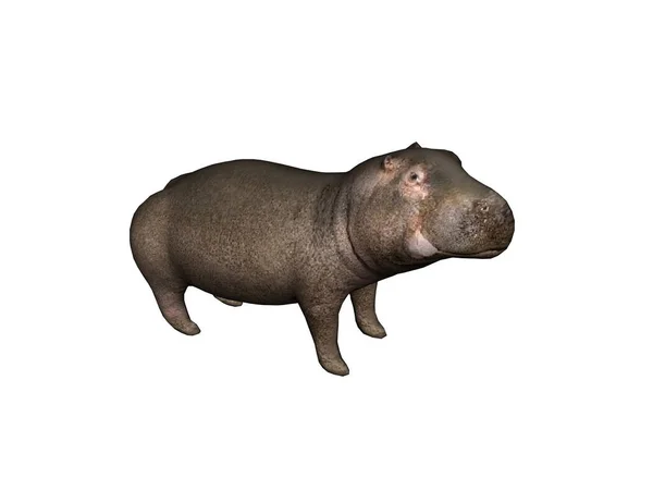 Hipopótamo Hippopotamus Fauna Natureza — Fotografia de Stock