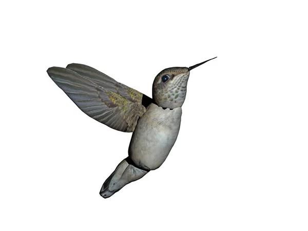 Egy Kolibri Látványa — Stock Fotó