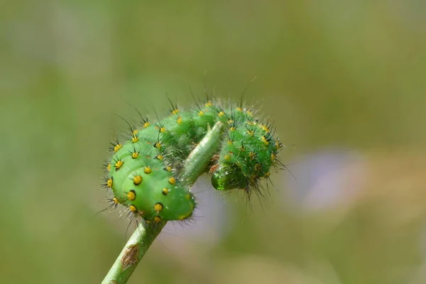 Chenille Petite Nuit Oeil Paon — Photo