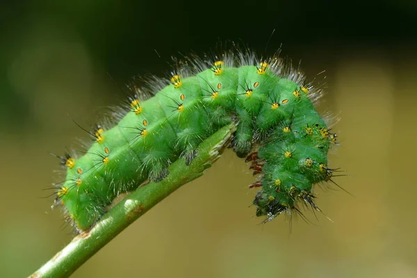 Caterpillar Den Lilla Natten Påfågel Öga — Stockfoto