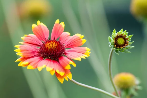 Kokarde Blumen Deckenblumen — Stockfoto