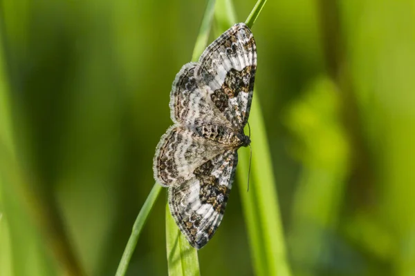 Ein Graugebänderter Unkrautschlüssel Grashalm — Stockfoto