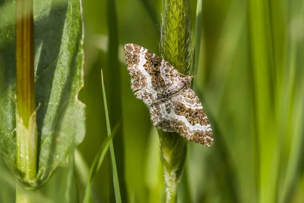 Šedý Plevel Stéblu Trávy — Stock fotografie