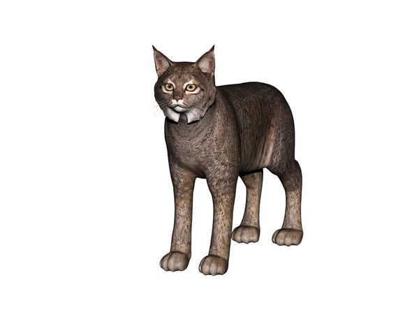 Gato Predatório Puma Lux — Fotografia de Stock