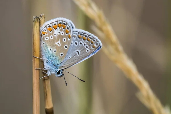 Descanso Azul Caliente Azul — Foto de Stock