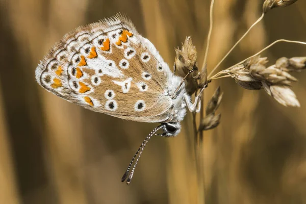 Papillon Sur Une Fleur — Photo