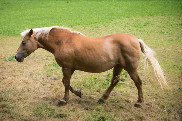 Koń Pastwisku — Zdjęcie stockowe