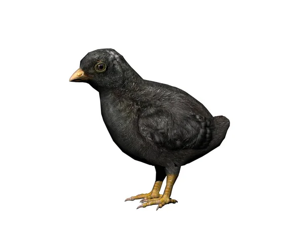 Black Bird White Background — Stock Photo, Image