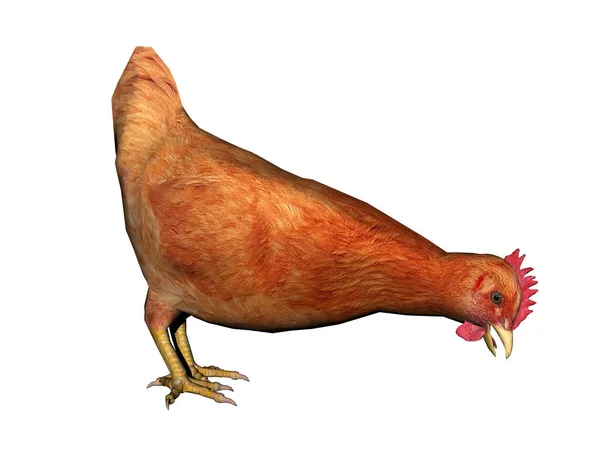 Курица Изолированы Белом Фоне — стоковое фото