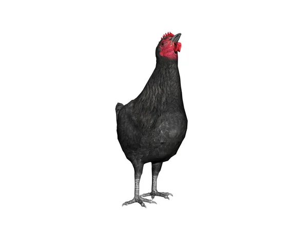 Gallo Nero Sfondo Bianco — Foto Stock