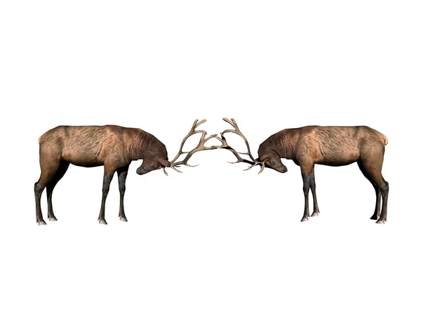 Deer Animals Wildlife Nature Fauna Elche — Stock Photo, Image