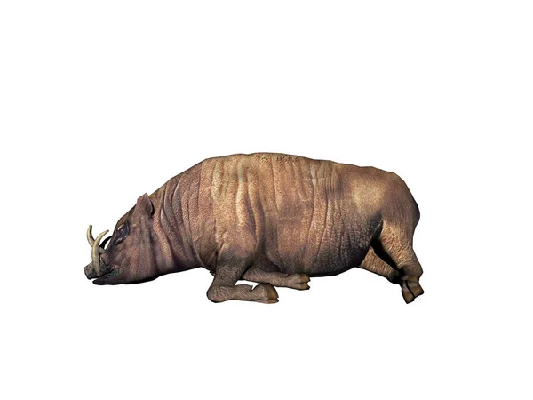 Rhinocéros Isolé Sur Fond Blanc — Photo