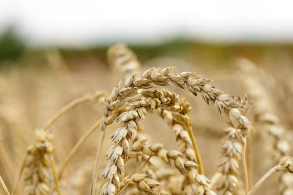 Pole Pšenice Zemědělská Půda — Stock fotografie