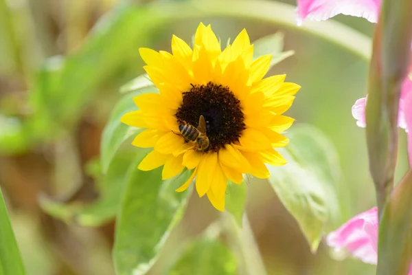 Bijen Verzamelen Nectar Zonnebloem Met Gladiolen Voorgrond — Stockfoto