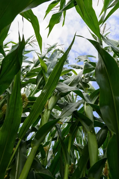 Blick Auf Maisfeld Landwirtschaftliches Konzept — Stockfoto