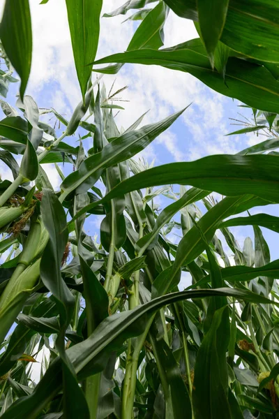 Blick Auf Maisfeld Landwirtschaftliches Konzept — Stockfoto