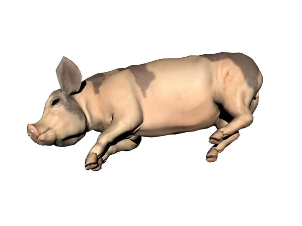 Render Cartoon Character Pig — Stock Photo, Image