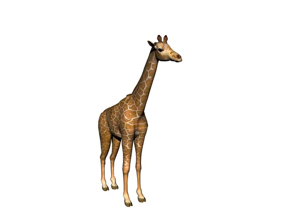 Giraffe Isoliert Auf Weiß — Stockfoto