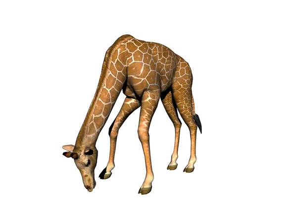 Жираф Изолирован Белом — стоковое фото