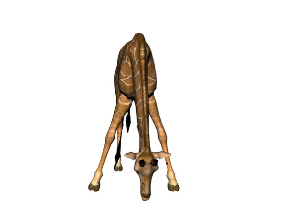 Giraff Isolerad Vitt — Stockfoto