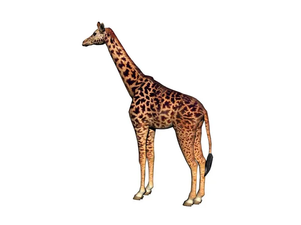 Giraffe Isolated White — Stock Photo, Image