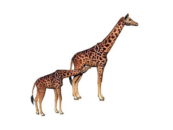 Giraffa Isolata Bianco — Foto Stock