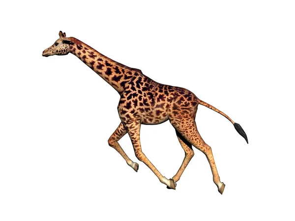 Giraffe Isoliert Auf Weiß — Stockfoto