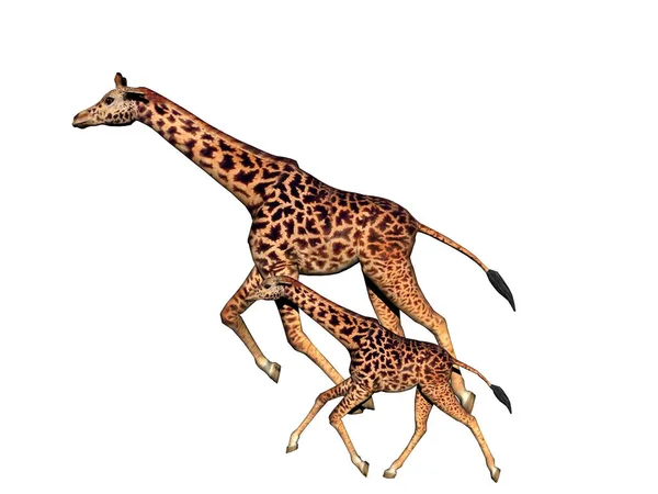 Giraffe Isoliert Auf Weiß — Stockfoto