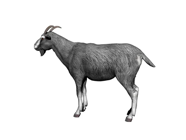 白い背景に隔離されたヤギの3Dレンダリング — ストック写真