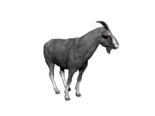 Black White Vector Illustration Goat — Stock Photo, Image