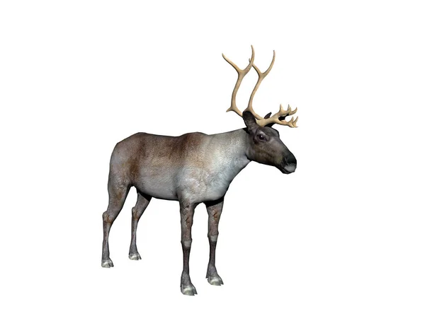 Rådjur Naturfauna — Stockfoto