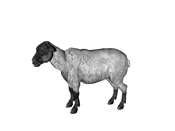 Vykreslení Krávy Izolované Bílém Pozadí — Stock fotografie