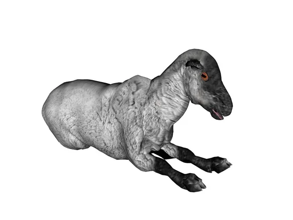 3D渲染白色背景下孤立的狼 — 图库照片