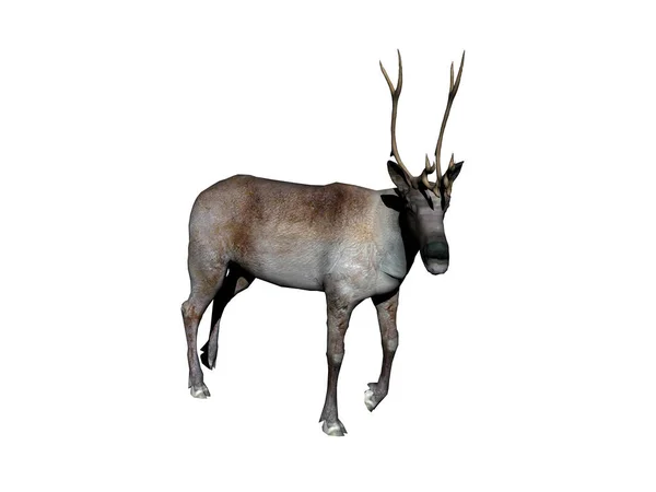 Cerfs Faune Naturelle — Photo